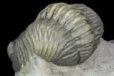 Detailed Morocops Trilobite - Beautiful Eyes #90020-4